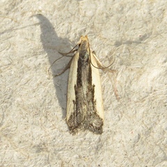 Dichomeris setosella