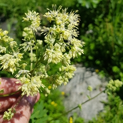 Thalictrum flavum