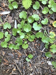 Hydrocotyle sibthorpioides