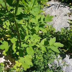 Thalictrum flavum