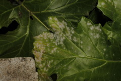 Neoerysiphe galeopsidis