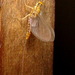 Spiny Crawler Mayflies - Photo (c) Anita, some rights reserved (CC BY-NC-SA)