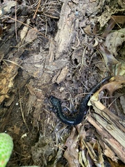 Plethodon cylindraceus