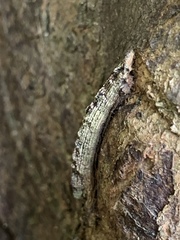Erannis defoliaria
