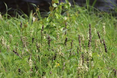 Astragalus uliginosus