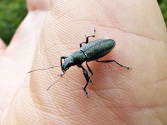 Naupactus auricinctus