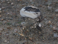 Sanguinoderma rugosum