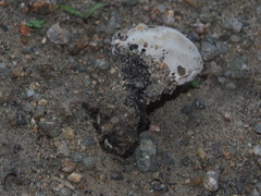 Sanguinoderma rugosum