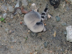 Sanguinoderma rugosum