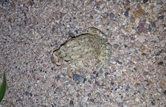 Anaxyrus microscaphus