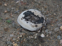 Sanguinoderma rugosum