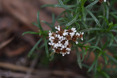 Ixodia achillaeoides
