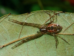 Sphedanus quadrimaculatus
