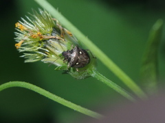 Eysarcoris guttigerus