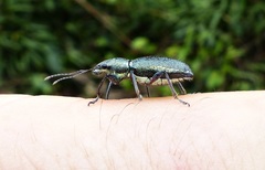 Naupactus auricinctus