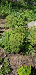 Angelica archangelica