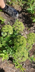 Angelica archangelica