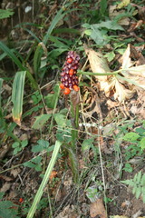 Arisaema amurense