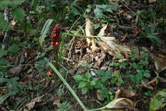 Arisaema amurense