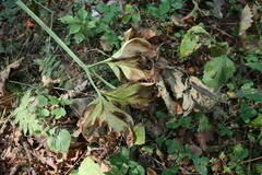 Arisaema amurense