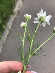 Tripleurospermum inodorum