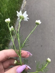 Tripleurospermum inodorum