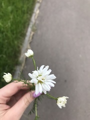 Tripleurospermum inodorum