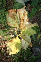 Arisaema amurense