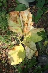 Arisaema amurense