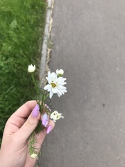Tripleurospermum inodorum