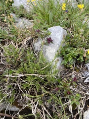 Cherleria capillacea