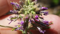 Boechera californica
