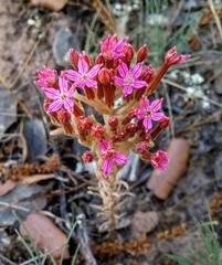 Pistorinia hispanica