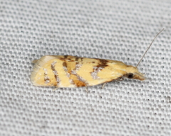 Phtheochroa vitellinana