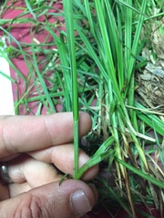 Carex pallescens