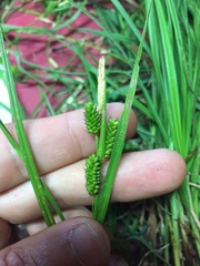 Carex pallescens