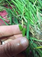Carex pallescens