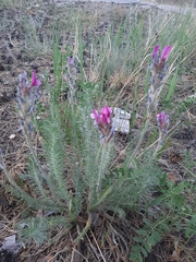 Oxytropis myriophylla