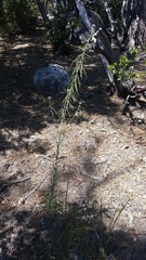 Boechera californica