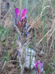 Oxytropis myriophylla