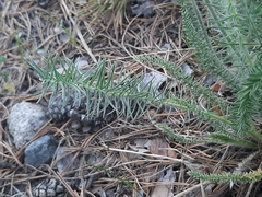 Oxytropis myriophylla