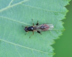 Sphegina