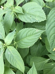 Impatiens parviflora