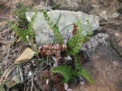 Sempervivum pittonii