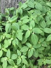 Impatiens parviflora