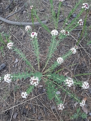 Stellera chamaejasme