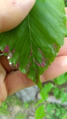 Acalitus longisetosus