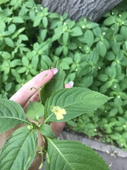 Impatiens parviflora