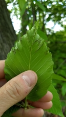 Acalitus longisetosus