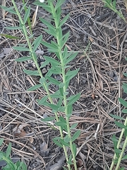 Stellera chamaejasme
